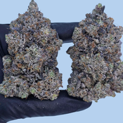 BLUE GUMMY BEARS AAAAA+ 🐻 🔵 