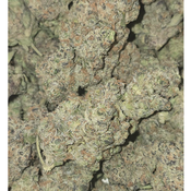 ANIMAL CHEMO thumbnail 2