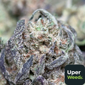 (28G) - Alien Cookies Hybrid | 4Oz Bulk Deal for $220