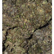 ORIGINAL CHEMO GAS 150OZ 2FOR280 4FOR540 thumbnail 2