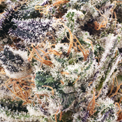 ( AAAA ) Han Solo Burger 28% THC | $156 /Oz  | $234 for 2/Oz  thumbnail 2