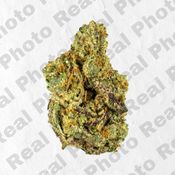 Gary Payton - NEW DROP - PREMIUM FLOWER - Indica