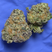 GREASY RUNTZ SMALLS (Grease Monkey x Runtz) bred by exotic genetix 