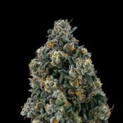 Sour Apple Tahoe OG | Hybrid Flower [3.5g]