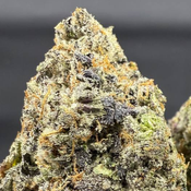  ⛽ AAAA+ | PINK FROST BY GAS GARDENS - 7g