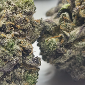 (NEW) Icy Pink ❄️🥀 ($200/Oz) 🔥  thumbnail 2