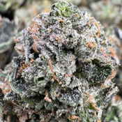 (28G) - Astro Rock Indica  - ON SALE⚡⛽  2OZ $200  thumbnail 3