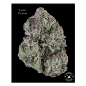 AA+ - GARLIC CRUSHER - $60-OZ $100-2OZ