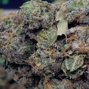 (NEW) Cinderella 99  **$140oz**  SATIVA thumbnail 2