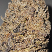 ●●● OUNCE SPECIAL HIGH TRIPS●●● MOTOR BREATH 28%THC INDICA AAA