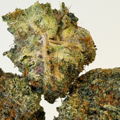 Burn Out | Value Buds | $100 an ounce | $150 for 2 ounces | thumbnail 3