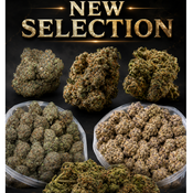 Canna-corp-canada.com