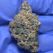 APPLE FRITTER (Sour Apple x Animal Cookies) bred by Lumpy’s Flowers