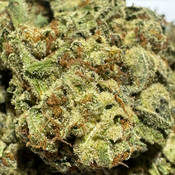 (NEW) Pot Of Gold  🔥$70/oz🔥