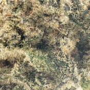 ( AAAA ) Cap Junky( LSO) 30% THC |  $180/Oz  thumbnail 2