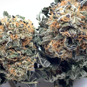 *NEW* Cake Crasher // 2oz for $125