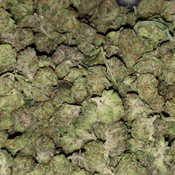 Pink Gas Quad Smalls⛽