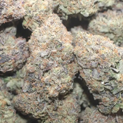 BLACK TUNA AAAA 27.36%thc