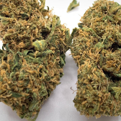 *NEW* Queen Hippo - AA Local // 3oz for 150$
