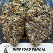 BLUE TOAD VENOM