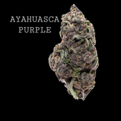 AYAHUASCA PURPLE