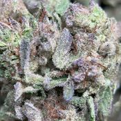 (28G) - Cereal Milk Hybrid🥣 🥛 | 4Oz Bulk Deal for $200 thumbnail 4