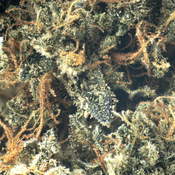 ( AAA ) Sour Kush 23% THC |  $108 /Oz -Indica  thumbnail 2