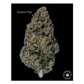 AA+ - GASTRO POP