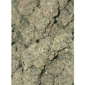 ANIMAL CHEMO thumbnail 4