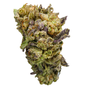 BC (AAA) BLUEBERRY KUSH (20% THC)