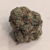 AAA+ AGENT ORANGE