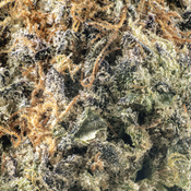 ( AAAA ) Deep Fried Ice Cream ( LSO )  29% THC | $168/Oz | 2/Oz for $240 thumbnail 2