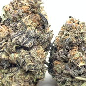 *NEW* Purple Prevention 3A