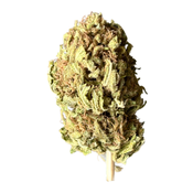 *********Northern skunk 