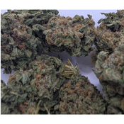 Black Zinger thumbnail 3