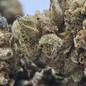 (NEW) O.G 🔥 ($50/oz Two for $85) 🔥   thumbnail 4