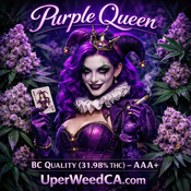 (28G) - Purple Queen 👸😮‍💨Indica | Quarter Pound for $325  thumbnail 2