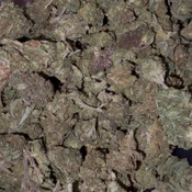 Dynasty OG