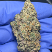 BLUEBERRY BANG BANG (Blueberry x Cherry Bang Bang) bred by Exotic Genetix