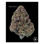 AA - MATARO BLUE