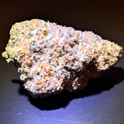 Tangerine Cream(Heavy Hitter)