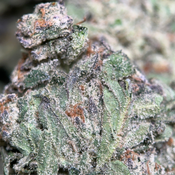 (28G) - Blue Dream 🩵💭 Sativa | 2Oz Bulk Deal for $180 thumbnail 3