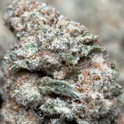 (28G) -  Astro Biscotti 👽🍪Hybrid - Qp Bulk Deal for $200 thumbnail 3