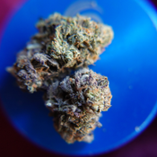 *Sum'r 🔥Sale* Death Tuna (7g-$50/14g-$65/28g-$120) (30% THC) thumbnail 2