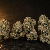 !$160/oz Purple Platinum Kush thumbnail 2