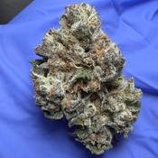 GRAPE CREAM CAKE (grape pie x wedding crasher x ice cream cake #5) bred by bloom seed co