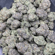Gelato 41
