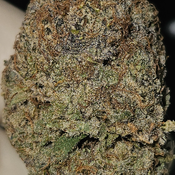 ☆CALI EXOTICS☆ LEMON COOKIES 30%THC SATIVA AAAA