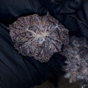 Candy Gas Face ⛽️ | INDICA | 30-35% THC | $120 an oz | $180 for 2 ozs | WHOLESALE AVAILABLE | thumbnail 3