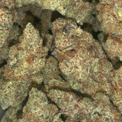Citrique Skunk 🦨 | L.S.O | SATIVA | $150 an oz | $225 for 2 ozs | thumbnail 2